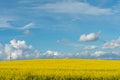 A beautiful flowering rapeseed field against the background of clouds. Thunderclouds in anticipation of rain hang over a blooming