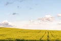 A beautiful flowering rapeseed field against the background of clouds. Thunderclouds in anticipation of rain hang over a blooming