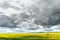 A beautiful flowering rapeseed field against the background of clouds. Thunderclouds in anticipation of rain hang over a blooming