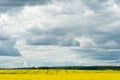 A beautiful flowering rapeseed field against the background of clouds. Thunderclouds in anticipation of rain hang over a blooming