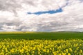 A beautiful flowering rapeseed field against the background of clouds. Thunderclouds in anticipation of rain hang over a blooming