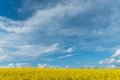 A beautiful flowering rapeseed field against the background of clouds. Thunderclouds in anticipation of rain hang over a blooming