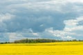 A beautiful flowering rapeseed field against the background of clouds. Thunderclouds in anticipation of rain hang over a blooming