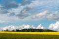 A beautiful flowering rapeseed field against the background of forest and clouds. Thunderclouds in anticipation of rain hang over