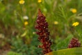 beautiful flowering red broomrape bloom