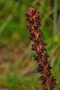 beautiful flowering red broomrape bloom