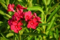 Beautiful flowering red oleander. A poisonous, nice plant in the Mediterranean. Nerium oleander Royalty Free Stock Photo