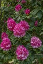 Beautiful Flowering Rhodedendron Trees in a Scottish Park at the Start of Springtime