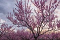 A beautiful flowering rose garden of peach trees and a bright sunset. Royalty Free Stock Photo