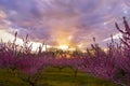 A beautiful flowering rose garden of peach trees and a bright sunset. Royalty Free Stock Photo