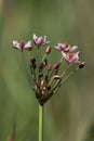 A pretty Flowering Rush Butomus umbellatus growing at the edge of a pond.