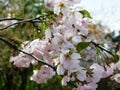 beautiful flowering sakura tree branches with pink petals