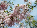 beautiful flowering sakura tree branches with pink petals