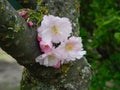 beautiful flowering sakura tree branches with pink petals