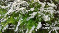 Beautiful flowering shrub Spiraea or spirea. Small white flowers of meadowsweets. Steeplebushes branch. Family Rosaceae. Gardening Royalty Free Stock Photo