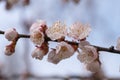 Beautiful flowering spring tree in Ukraine. Apricot blossom close up. Agriculture, concept of plentiful harvest.