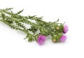 Beautiful flowering thistles Royalty Free Stock Photo