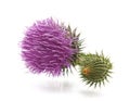 Beautiful flowering thistles. Royalty Free Stock Photo