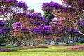 Beautiful flowering Tibouchina trees in sunset light in Centennial Park, Sydney, Australia Royalty Free Stock Photo