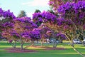 Beautiful flowering Tibouchina trees in sunset light in Centennial Park, Sydney, Australia Royalty Free Stock Photo