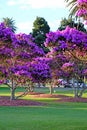 Beautiful flowering Tibouchina trees in sunset light in Centennial Park, Sydney, Australia Royalty Free Stock Photo