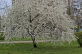 A beautiful flowering tree, in all its glory, with bright white flowers, towering in a city park. Royalty Free Stock Photo