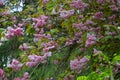 Beautiful flowering tree in a botanical garden, Coimbra Royalty Free Stock Photo