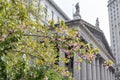 Beautiful Flowering Tree in front of the New York State Supreme Court Building in Lower Manhattan of New York City Royalty Free Stock Photo