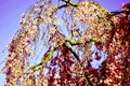 A beautiful flowering tree, laden with flowers in early Spring Royalty Free Stock Photo