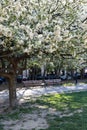 Beautiful Flowering Tree at McCarren Park in Williamsburg Brooklyn during Spring Royalty Free Stock Photo