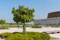 Beautiful flowering tree near the Bahrain National Museum