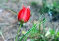 Tulip of the desert (lat. - Tulipa agenensis Royalty Free Stock Photo