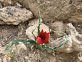 Tulip of the desert (lat. - Tulipa agenensis Royalty Free Stock Photo