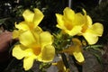 Yellow alamanda flowers that are blooming.