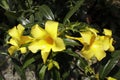 Yellow alamanda flowers that are blooming.