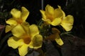 Yellow alamanda flowers that are blooming. Royalty Free Stock Photo