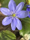 Beautiful flowering of violets in the forest. Background for writing text or advertising. Preservation of the environment.