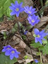 Beautiful flowering of violets in the forest. Preservation of the environment.