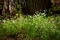 Beautiful flowering wild plant Stellaria holostea in May