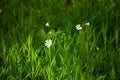 Beautiful flowering wild plant Stellaria holostea in May