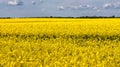 Beautiful flowering of yellow rapeseed on the field, beautiful landscape, oilseed Royalty Free Stock Photo