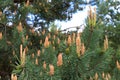 Beautiful flowering young green pines on a blur background.