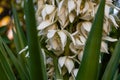 Beautiful flowering yucca plant in Los Angeles, California Royalty Free Stock Photo