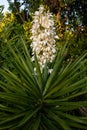 Beautiful flowering yucca plant in Los Angeles, California Royalty Free Stock Photo