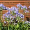 Beautiful flowers of Agapanthus flowers    African lily Royalty Free Stock Photo