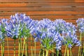 Beautiful flowers of Agapanthus flowers African lily against rustic wooden wall