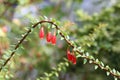 Beautiful flowers of Agapetes serpens