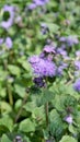 Beautiful flowers of Ageratum houstonianum also known as Bluemink, Mexican ageratum, Flossflower, Blue billygoatweed