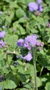 Beautiful flowers of Ageratum houstonianum also known as Bluemink, Mexican ageratum, Flossflower, Blue billygoatweed