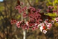 Beautiful flowers in an almond tree in spring